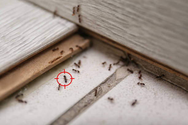 Best Best Pest Control Companies  in Linden, AL