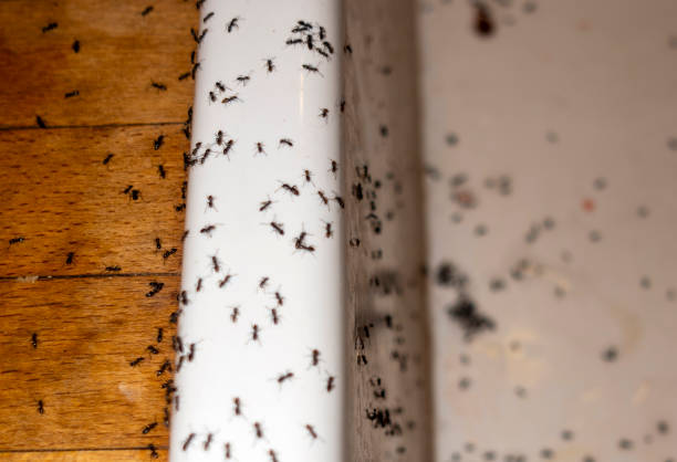 Best Mosquito Control Services  in Linden, AL