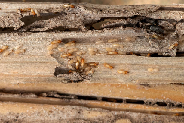 Best Local Pest Control Services  in Linden, AL